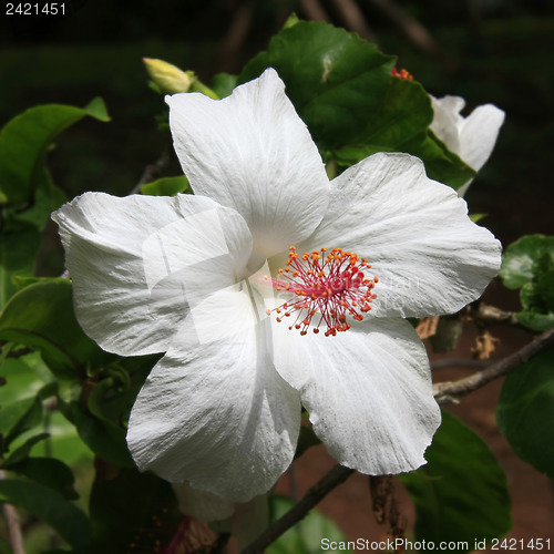 Image of Hibiscus