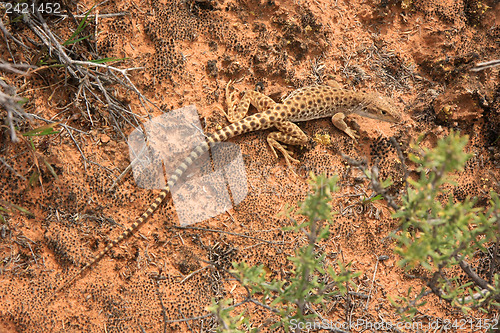 Image of Whiptail Lizzard