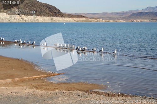 Image of Seagulls in a row