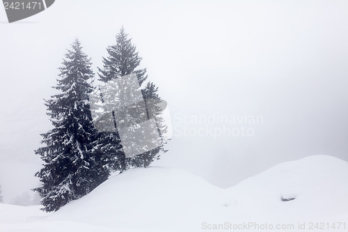 Image of Trees in the Snow