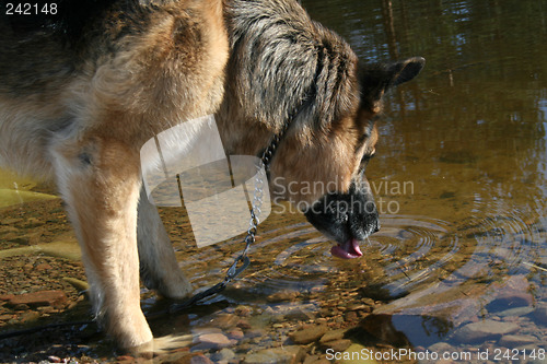 Image of The drinking dog