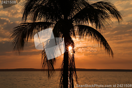 Image of Palm tree sunset