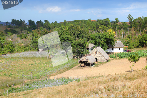 Image of Cuba agriculture