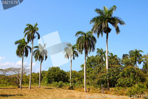 Image of Nature in Cuba