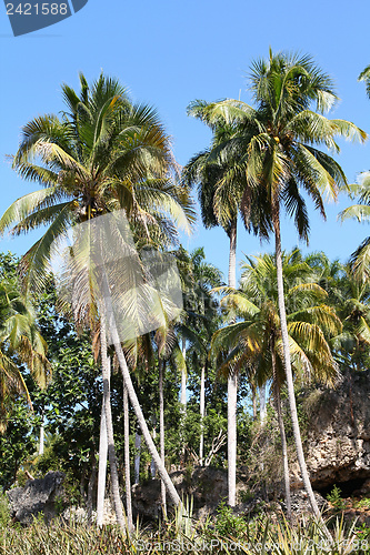 Image of Cuba