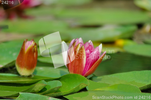 Image of Waterlily