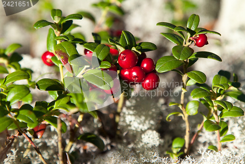 Image of Ripe cranberries