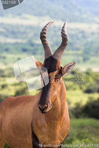 Image of red hartebeest