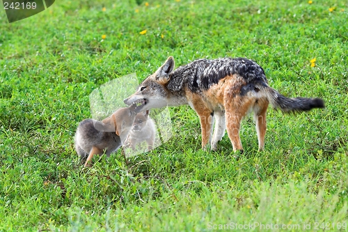 Image of jackal pups