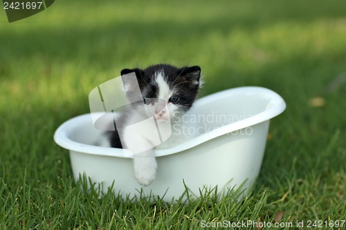 Image of Baby Kitten Outdoors in Grass