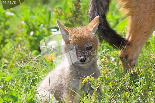 Image of young ones