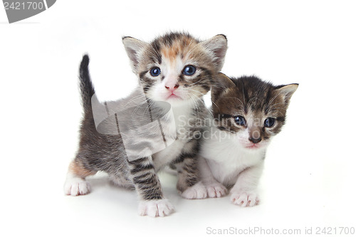 Image of Sweet Adorable Baby Kittens Exploring Their Space