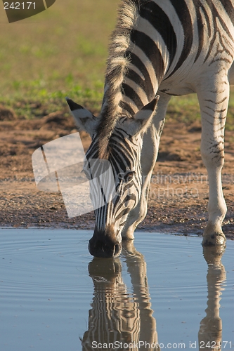 Image of drinking zebra