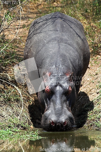 Image of hippo