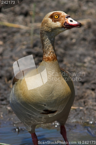 Image of egyptian goose