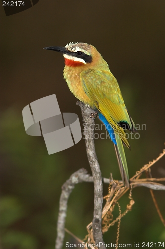 Image of white fronted bee eater