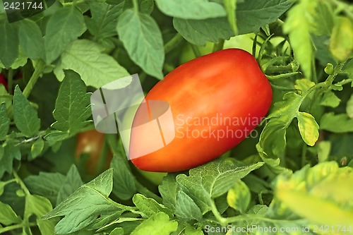 Image of Red tomato in garden