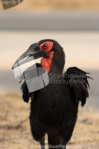Image of southern ground hornbill