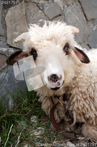 Image of sheep snout