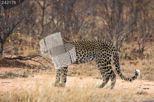 Image of leopardess