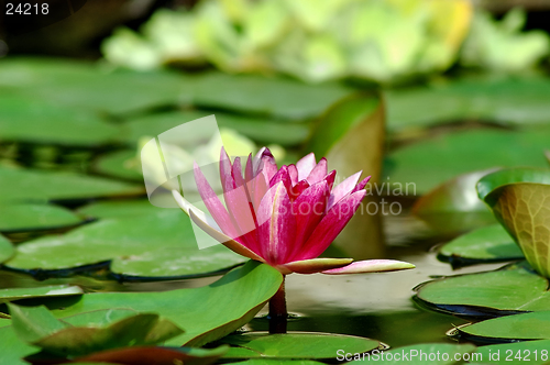 Image of Waterlily