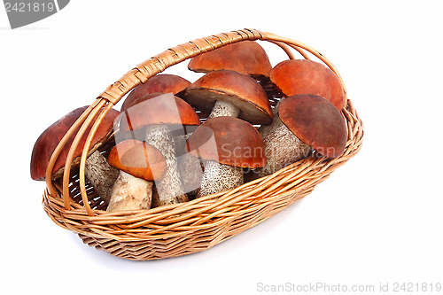 Image of Mushrooms, aspen mushrooms in a wicker basket on a white backgro