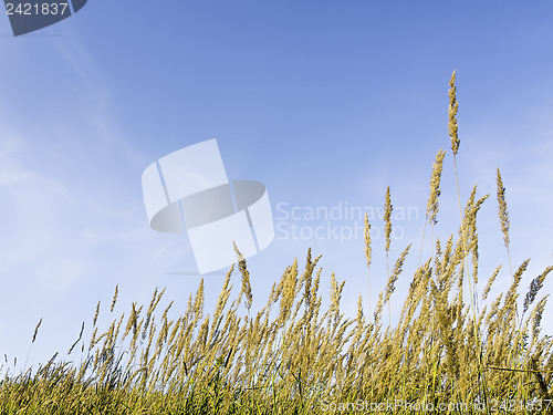 Image of Grasses and blue sky