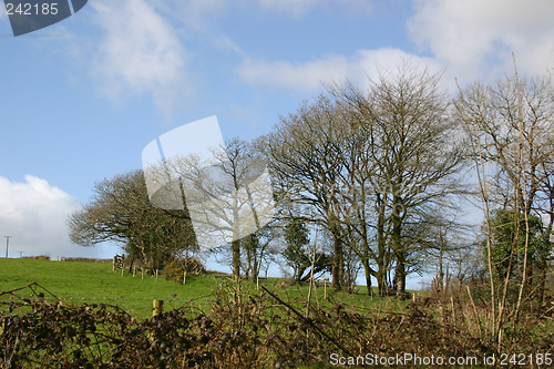 Image of trees on the hill