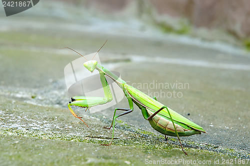 Image of Praying mantis