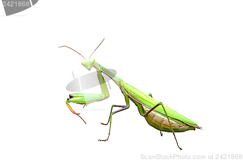Image of Praying mantis