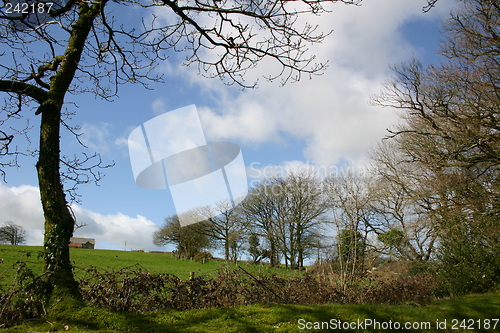 Image of trees on the hill