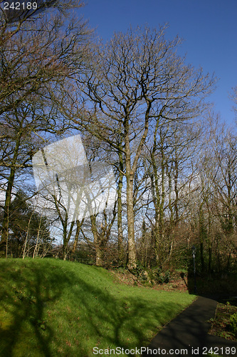 Image of trees on the hill