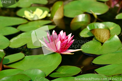 Image of Waterlily