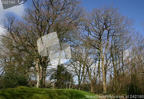 Image of trees on the hill