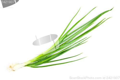 Image of Spring Onion