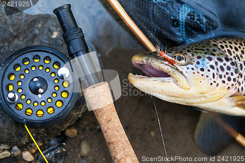 Image of Brown trout