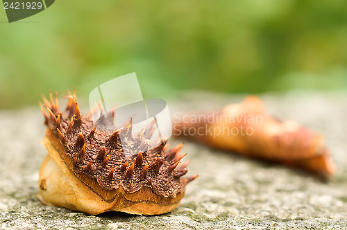 Image of Chestnut shell.