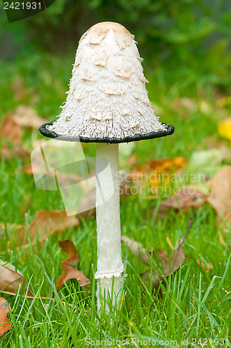 Image of Mushroom