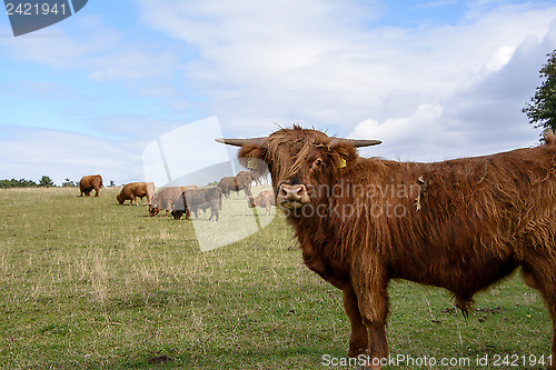 Image of  Scottish highland cattle                                                                                                                                                                               