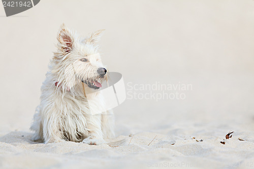 Image of White dog on the beach