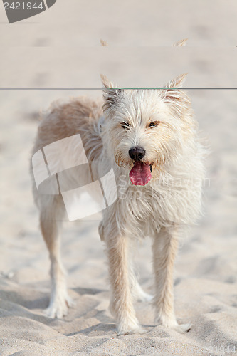 Image of White dog on the beach