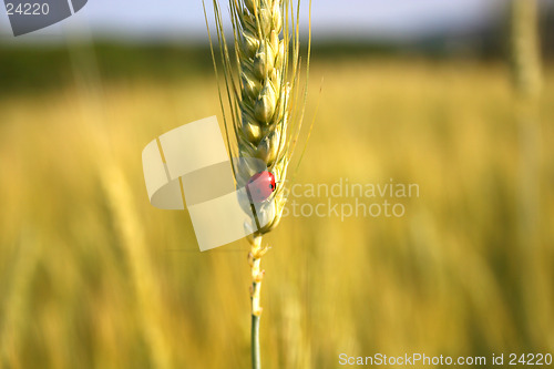 Image of Ladybird