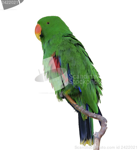 Image of Green Eclectus Parrot