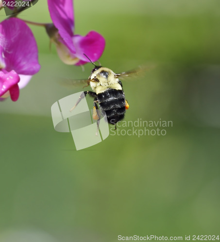 Image of Bumble Bee