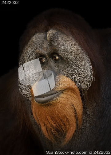 Image of Orangutan Portrait 