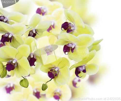 Image of Yellow And Purple Orchid Flowers