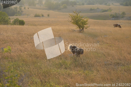 Image of summer landscape