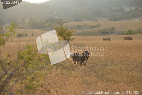 Image of summer landscape