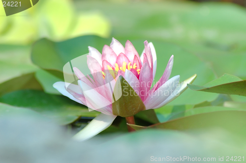 Image of Waterlily