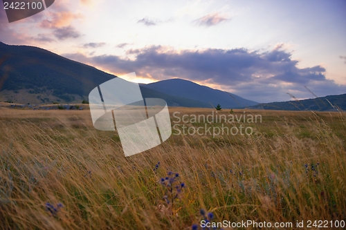 Image of summer landscape